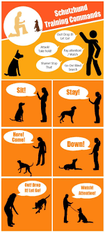 Pin On Lucy The Gsd