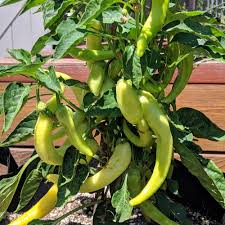 Maybe you would like to learn more about one of these? Hot Banana Hot Pepper Plants For Sale Free Shipping