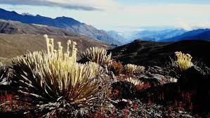Freie kommerzielle nutzung keine namensnennung bilder in höchster qualität. Natur Exclusiv Zauberwelt Venezuela Natur Exclusiv Br Fernsehen Fernsehen Br De