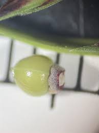 Image result for Scleria hispidula