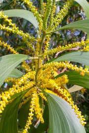 Image result for Acacia kamerunensis