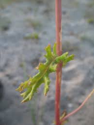 Image result for Senecio auriculatissimus