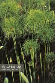Image result for Cyperus renschii