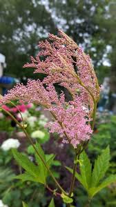 Image result for Ceropegia filipendula