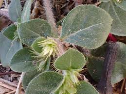 Image result for Alternanthera pungens