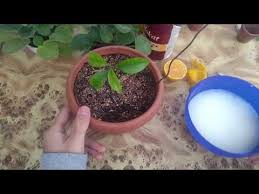 sut ve limon ile dogal gubre uretimi herhangi bir bitki icin ev yapimi sivi gubre youtube gubre bi tki dogal