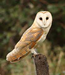 To encourage barn owls to nest in appropriate areas, avoid using chemicals to kill rodent populations. Barn Owl