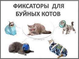 pin na doske dlya koshek