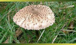 la coulemelle une lepiote populaire et un champignon delicieux je cuisine mon potager lepiote champignon coulemelle recette