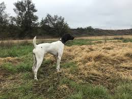 Find german shorthaired pointer in canada | visit kijiji classifieds to buy, sell, or trade almost anything! Gpn Gundogs German Shorthaired Pointers Home