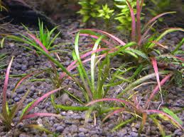 Image result for Ranalisma