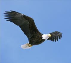 Eagle Animal Crossing Wiki Eagle Pictures Eagle Animals Bald Eagle