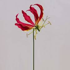 Image result for Gloriosa