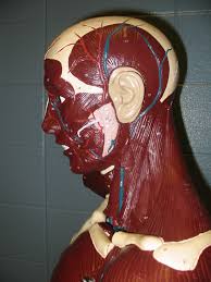 Vertebral muscles, abdominal muscles, breathing muscles, perineal muscles. Torso Muscle Models