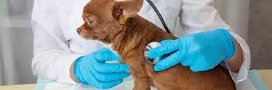 Первая поездка со щенком к ветеринару: полезные советы и рекомендации