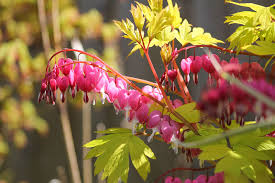 We did not find results for: 15 Different Types Of Bleeding Heart Flowers Garden Lovers Club