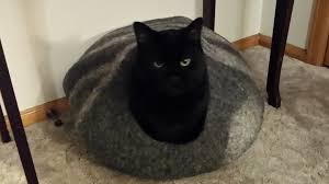 In recent years, a test known as a. Lung Cancer And Your Cat Cat Tales
