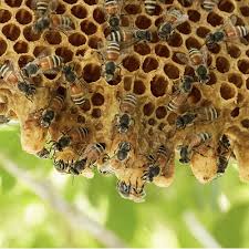 Check spelling or type a new query. How To Get Rid Of Bees Updated For 2021