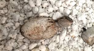 Mark the eggs with a pencil. How To Incubate Bearded Dragon Eggs The Easy Way