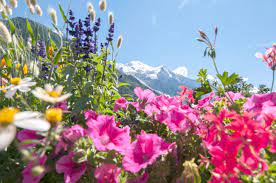 Hellebores bloom early in the season with flowers lasting two months or longer. 23 Spring Flower Pictures From Around The World Conde Nast Traveler