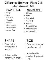 Watch complete video answer for animal cells have more mitochondria than plant c of biology class 11th. Sel Hewan Tumbuhan