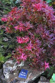 Le Jardin Du Petit Bordeaux Dans La Sarthe Backyard Patio Acer Palmatum Garden