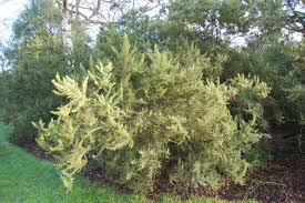 Image result for Erica arborea