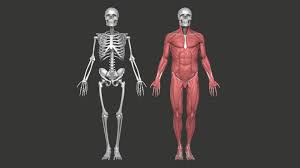 Anatomy Model Male Skull Skeleton And Muscular 3d Sign up for the reference.pictures mailing list and we'll notify you when we release. anatomy model male skull skeleton and muscular 3d reference 3d model