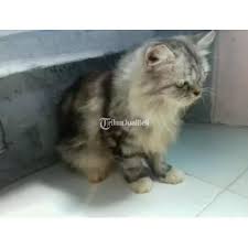 We did not find results for: Kucing Persia Medium Betina Umur 13 Bulan Sehat Lincah Di Medan Tribunjualbeli Com