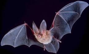 Maybe you would like to learn more about one of these? Bats Fuzzy Flying Mammals Live Science