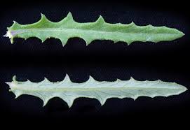 Image result for Crassocephalum montuosum