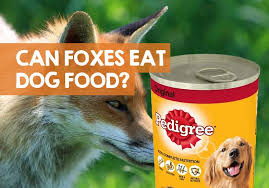 Maybe you would like to learn more about one of these? Can Foxes Eat Dog Food Wet Dry Biscuits Or Treats