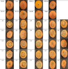 Image result for pseudomonas savastanoi pv nerii oleander symptoms