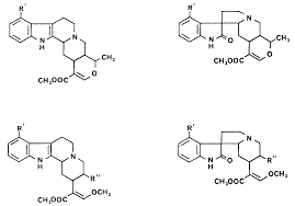Image result for Mitragyna rubrostipulata