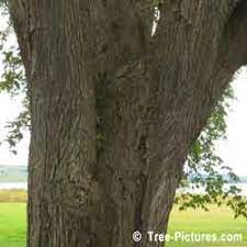 Elm Tree Pictures Images Photos Elm Tree Bark Elm Tree Tree