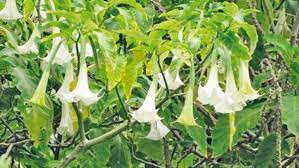 I bet he made it with that burundanga. Burundanga Plants Found In Alzira Cemetery Costa News
