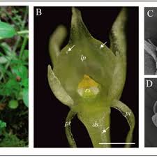 Image result for Schizochilus