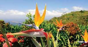 Pin On Strelitzia Reginae Bird Of Paradise Flower