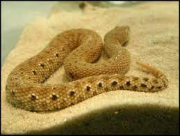 Eristicophis Macmahonii Mcmahon S Viper Asian Sand Viper Viper Snake Sand