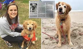 Obituary For Golden Retriever Named Charlie Goes Viral Daily Mail Online