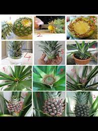 Regrowing Pineapple How To Regrow Pineapple Plants Grow Pineapple Plant