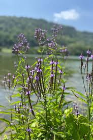 Image result for foto verbena