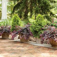 Image result for Boscia filipes