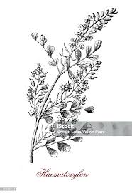 Image result for Acacia haematoxylon