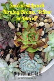 Leaves turning black and falling off. Why Do Succulent Leaves Turn Brown Yellow Or Black Succulent Plant Care