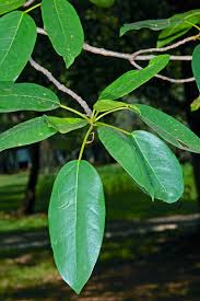 Image result for Ficus sansibarica