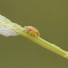 Meadow spittlebugs ( philaenus spumarius) and two lined spittlebugs ( prosapia bicincta) are among the species found in north carolina. Spittlebugs Or Froghopper It S Still A Garden Pest