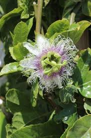 Image result for Passiflora edulis