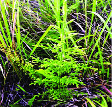 Image result for Lycopodiella cernua