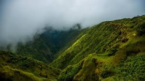 American pole & timber supplies wood poles and pilings for numerous applications from custom homes to commercial construction and marine projects. Rapid Ohia Death Saving Ohia Trees Go Hawaii